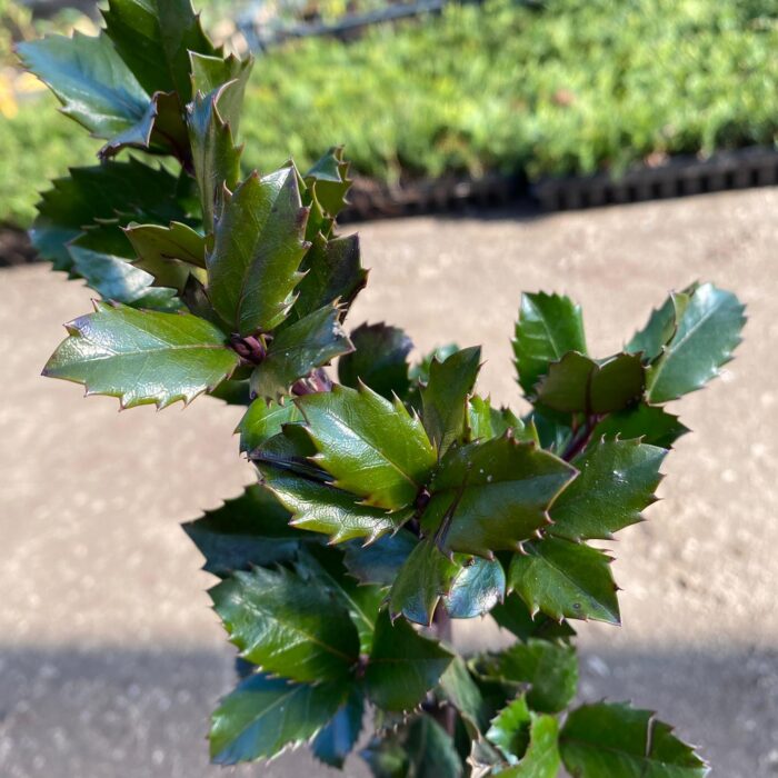 Ilex: Specii ornamentale pentru grădina ta Valorificați frumusețea și perioada de plantare pe tot parcursul anului cu aceste specii foarte ornamentale de Ilex. Comanda acum! 🌿🛒