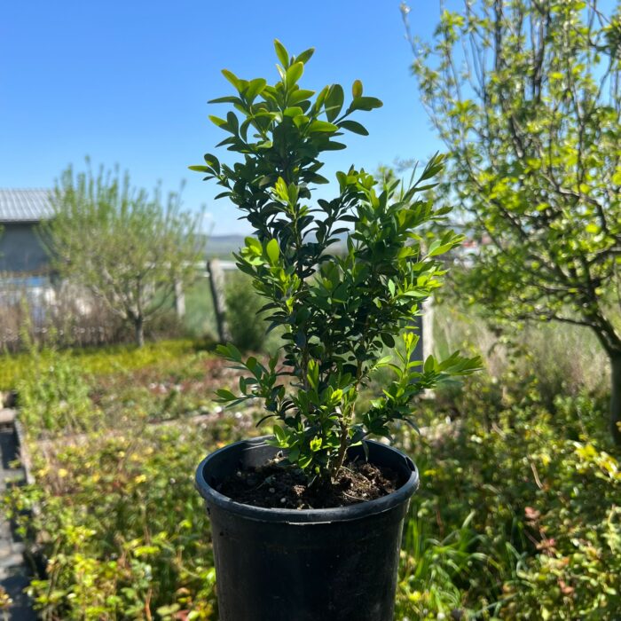 Buxus la ghiveci - imagine 2