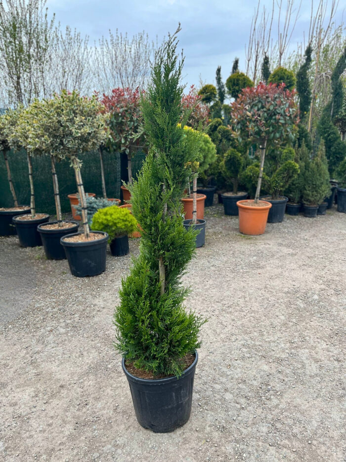 Tuia Spirala la ghiveci - imagine 1