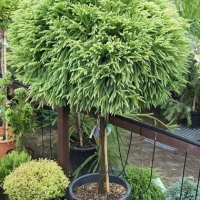 Iți dorești un colțișor de natură în propria ta grădină? 👉️ Cryptomeria pe picior este alegerea perfectă! Comandă acum! 🌳🛒