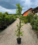 Weigella Rose la ghiveci - imagine 2