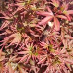 Transformă-ți grădina într-o oază de frumusețe cu ajutorul - Arțar Skeeters Broom. Alege acest arbust rezistent și decorativ!Comandă acum! 🛒