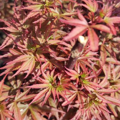 Transformă-ți grădina într-o oază de frumusețe cu ajutorul - Arțar Skeeters Broom. Alege acest arbust rezistent și decorativ!Comandă acum! 🛒