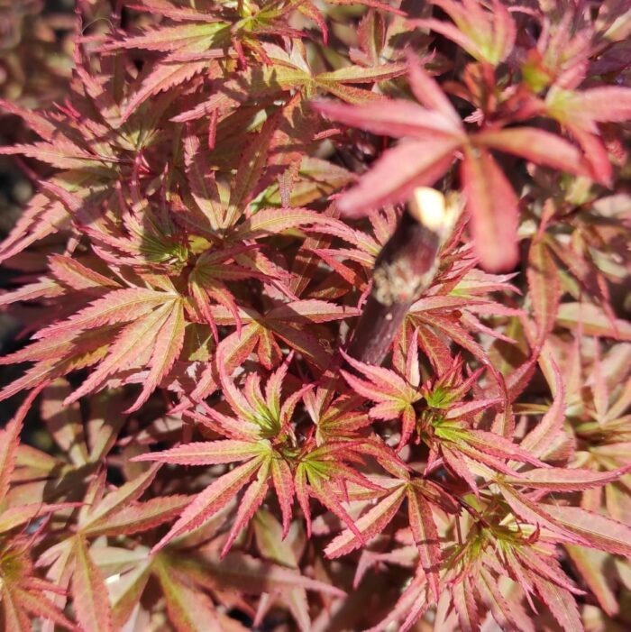 Transformă-ți grădina într-o oază de frumusețe cu ajutorul - Arțar Skeeters Broom. Alege acest arbust rezistent și decorativ!Comandă acum! 🛒