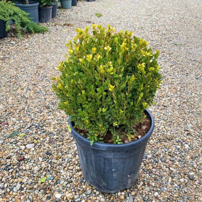 Doriți un gard viu impresionant? Alegeți buxus glob pentru forma sa compactă și culorile vibrante. Vă garantăm o grădină de vis!Comandă acum! 🌿🛒