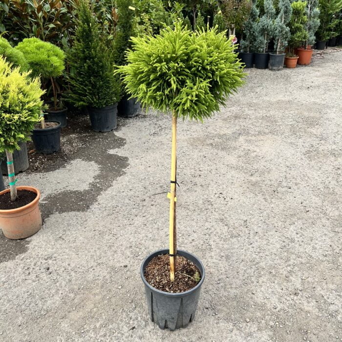 Cryptomeria pe picior la ghiveci - imagine 2