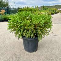Cryptomeria tufa - Pepiniera Sosa