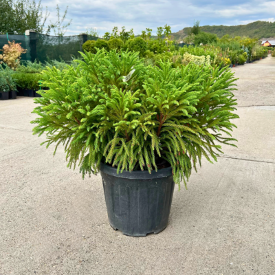 Cryptomeria tufa - Pepiniera Sosa