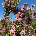 Weigella Rose are o creștere viguroasă și o formă compactă, ajungând la o înălțime de aproximativ 1-2 metri. Este rezistent și ușor de întreținut. 🌸🛒