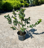 Valorificați frumusețea și perioada de plantare pe tot parcursul anului cu aceste specii foarte ornamentale de Ilex. Comanda acum! 🌿🛒
