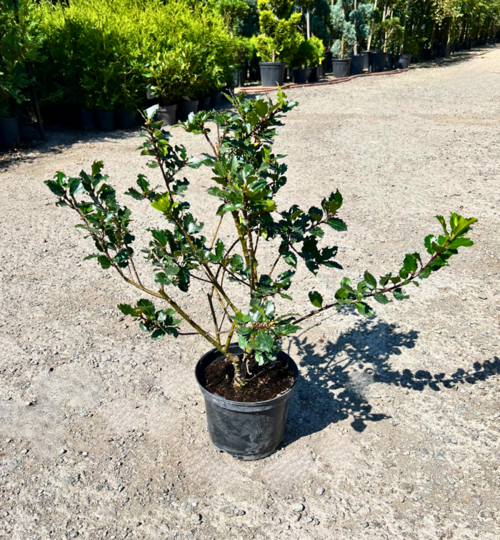 Valorificați frumusețea și perioada de plantare pe tot parcursul anului cu aceste specii foarte ornamentale de Ilex. Comanda acum! 🌿🛒