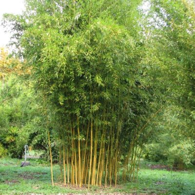 Bambusu Phyllostachys Aurea este alegerea perfectă pentru un peisaj de vis. Adaugă un strop de culoare verde în grădina ta cu acest soi de bambus! 🛒🌿