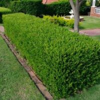 Farmecul grădinii dvs. va fi pus în valoare cu arborele buxus. Locație însorită sau umbrită, aduce o notă de eleganță. Cumpărați acum! 🌿🛒