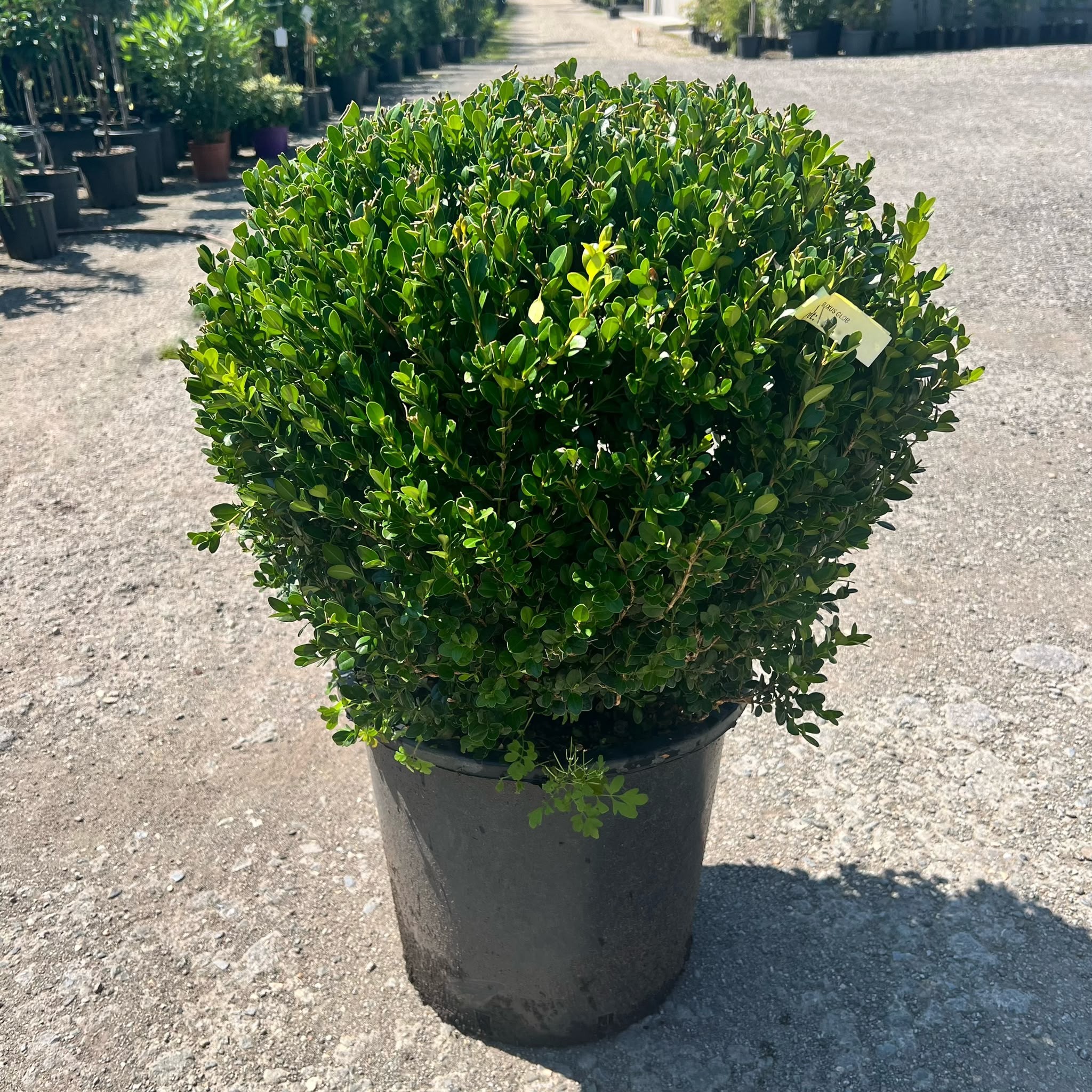 buxus-glob Buxus Glob la ghiveci - imagine 1