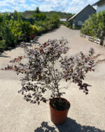 Loropetalum la ghiveci - imagine 2