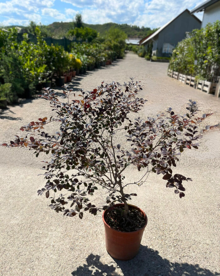 Loropetalum la ghiveci - imagine 2