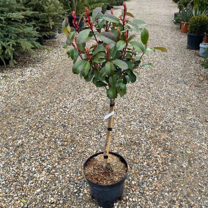 Photinia Fraseri Red Robin creștere viguroasă care poate atinge înălțimi considerabile, fiind adesea cultivat ca arbust ornamental sau ca și gard viu. 🛒