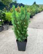 Chamaecyparis lawsoniana ”Ellwoodii” la ghiveci - imagine 2