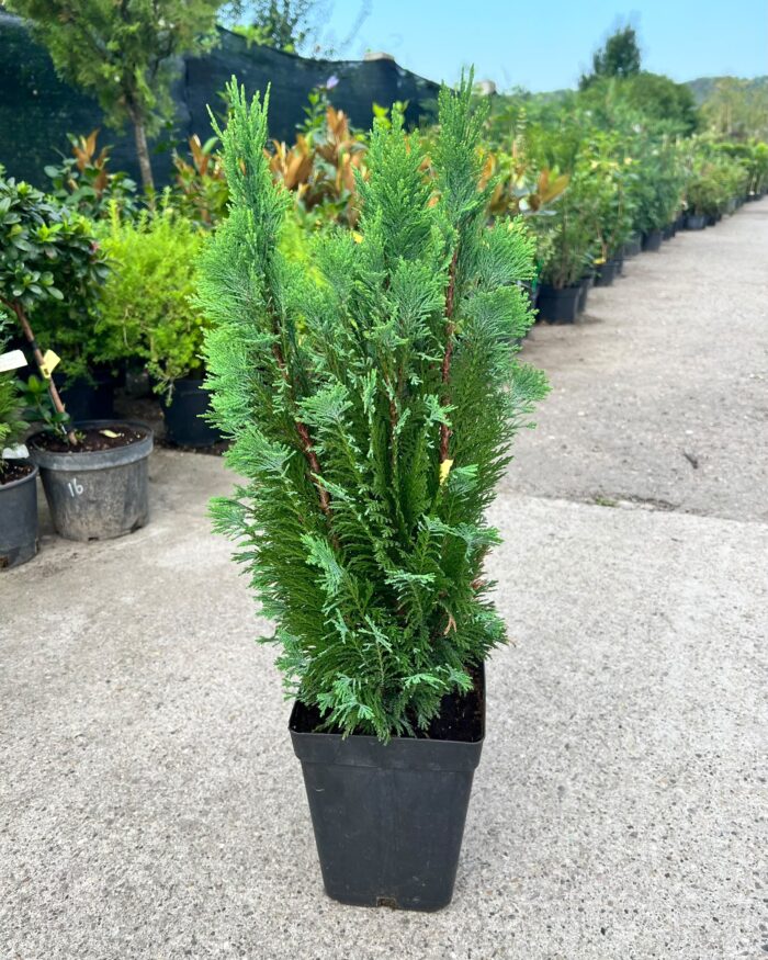 Chamaecyparis lawsoniana ”Ellwoodii” la ghiveci - imagine 2