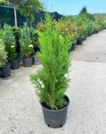 Chamaecyparis Lawsoniana "White Spot" la ghiveci - imagine 2