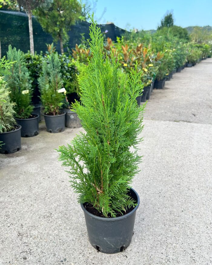 Chamaecyparis Lawsoniana "White Spot" la ghiveci - imagine 2