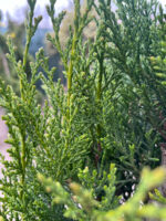 Tuia Spirala la ghiveci - imagine 2