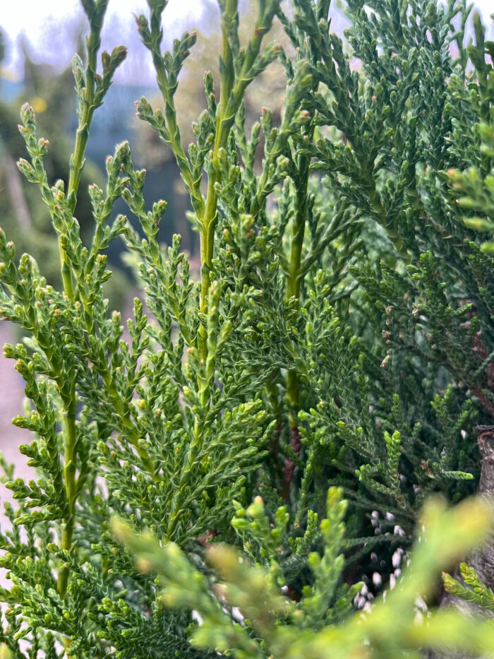 Tuia Spirala la ghiveci - imagine 2