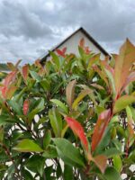 Photinia fraserii Red Robin Tip Copac la ghiveci - imagine 3