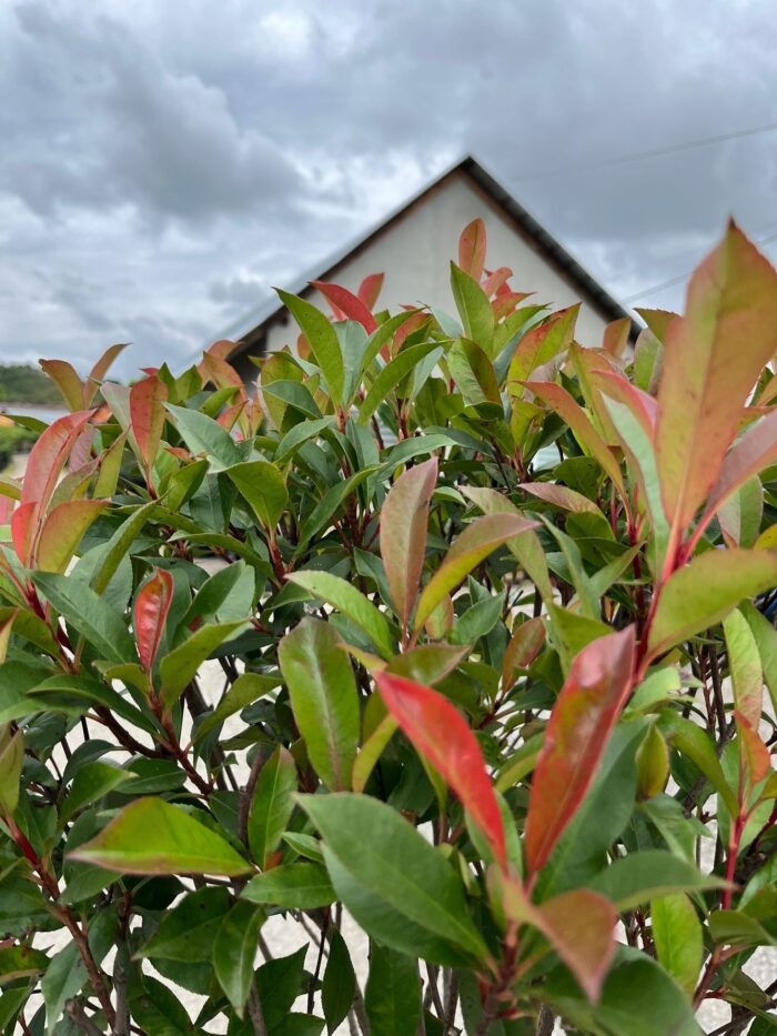Photinia fraserii Red Robin Tip Copac la ghiveci - imagine 3
