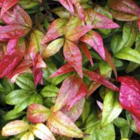 Nandina Domestica Blush la ghiveci