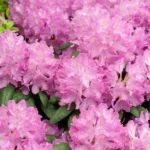 Rhododendron (Azaleea) Roseum Elegans această azalee produce flori mari, campanulate și abundente, care acoperă în întregime planta în timpul înfloririi. 🛒
