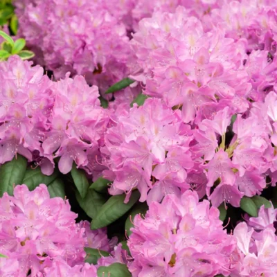 Rhododendron (Azaleea) Roseum Elegans această azalee produce flori mari, campanulate și abundente, care acoperă în întregime planta în timpul înfloririi. 🛒
