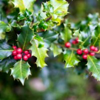 Ilex la ghiveci