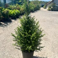 Ilex conic la ghiveci