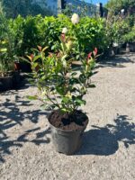 Photinia Little Red Robin la ghiveci - imagine 2