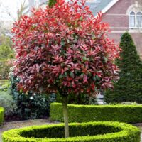 Photinia Red Robin pe picior- apreciată în special pentru frunzișul său atrăgător și schimbările sale de culoare pe tot parcursul anului.Comandă acum! 🌿