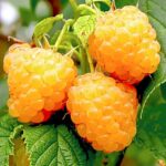 Cele mai dulci și delicioase- Zmeur Galben! Recoltați timp de două sezoane. Bucurați-vă de fructe mari și dulci, perfecte pentru gustări sau deserturi. 🌿🛒