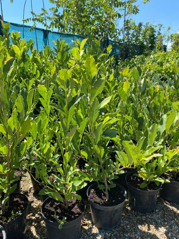 Magnolia Stelata White la ghiveci - imagine 2