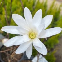 Datorită florilor sale delicate și albe, magnolia Stelata White aduce un plus de eleganță grădinilor. Comandați acum și creați o grădină de vis! 🌼