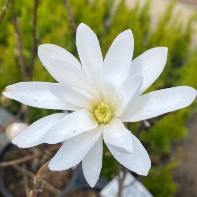 Datorită florilor sale delicate și albe, magnolia Stelata White aduce un plus de eleganță grădinilor. Comandați acum și creați o grădină de vis! 🌼