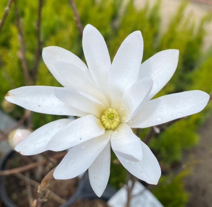 Datorită florilor sale delicate și albe, magnolia Stelata White aduce un plus de eleganță grădinilor. Comandați acum și creați o grădină de vis! 🌼
