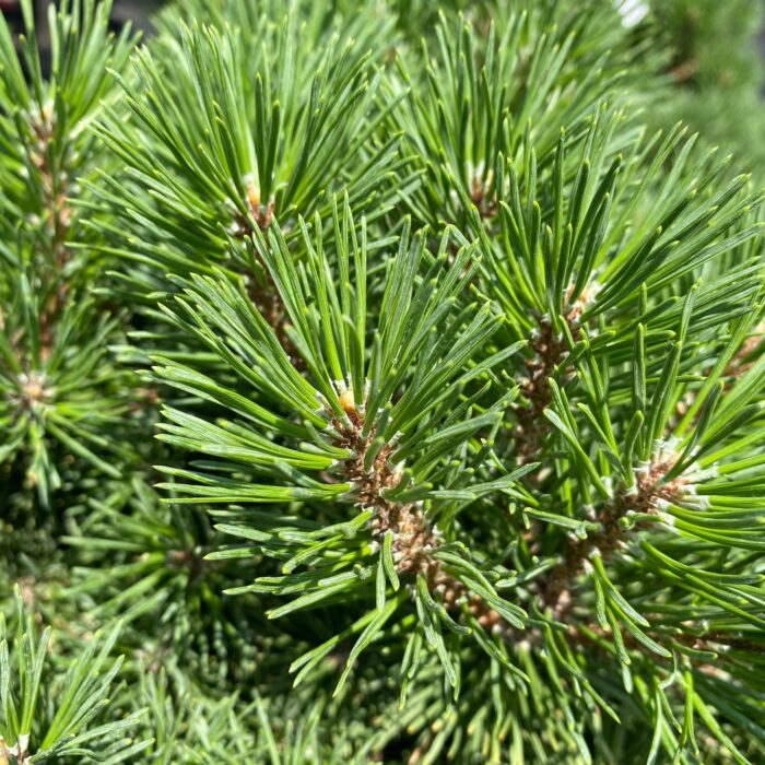 Pinus Mugo Mops la ghiveci - imagine 2