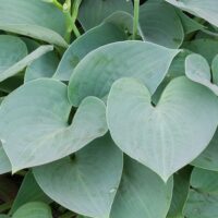 Transformă grădina ta într-un paradis verde cu Hosta Blue Moon. Cu dimensiunea sa de 25-35 cm, această plantă este atracția principală. Alege-o acum! 🛒