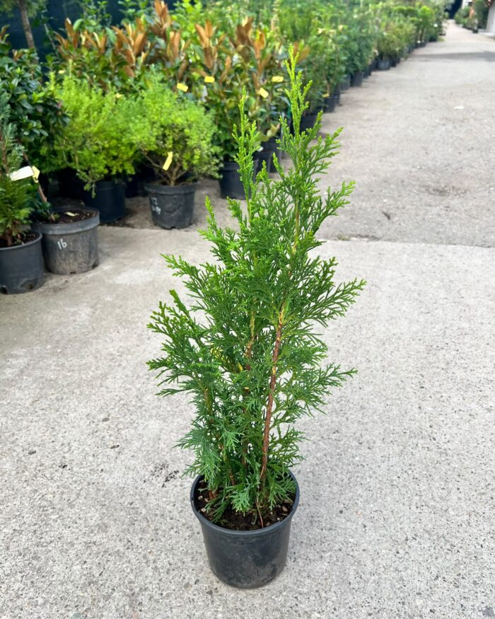 Chamaecyparis lawsoniana ”Alumii” la ghiveci - imagine 2