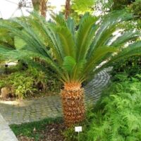 Ai căutat plante deosebite pentru grădina ta? Descoperă plantele de cicas la ghiveci, perfecte pentru amenajările tale. Comandă acum! 🛒🌿