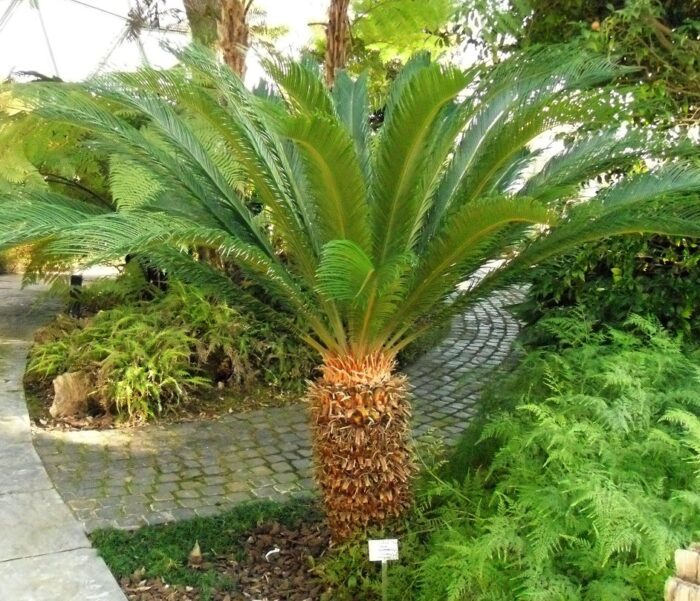 Cicas: Oferă un decor atrăgător întregului tău spațiu verde 🌿 Ai căutat plante deosebite pentru grădina ta? Descoperă plantele de cicas la ghiveci, perfecte pentru amenajările tale. Comandă acum! 🛒🌿