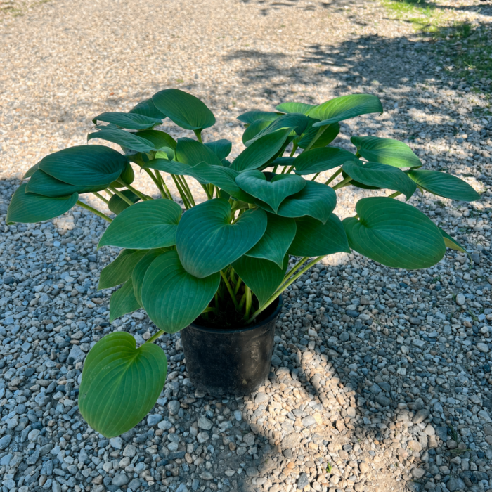 Hosta Blue Moon la ghiveci - imagine 2