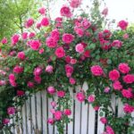 Trandafir urcător roz la ghiveci este o alegere minunată pentru cei care caută o floare elegantă și plină de farmec .Comandă acum! 🌸🛒