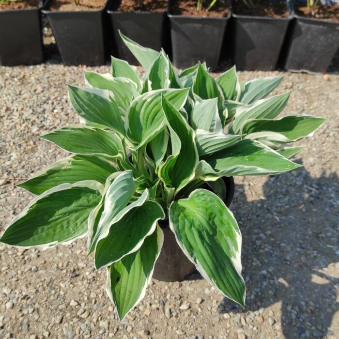 Hosta Fortunei Francee la ghiveci - imagine 2