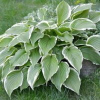 Transformă grădina ta într-o oază de frumusețe cu Hosta Fortunei Francee. Această plantă înflorește în perioada iulie-august .Comandă acum! 🛒